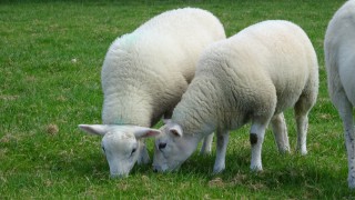 Sheep event to tackle key issues in Welsh industry