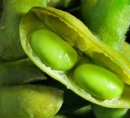 Industry joins forces to seek sustainable soya sourcing