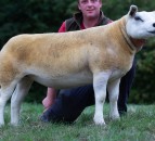 Record gimmer average at English National Texel Sale