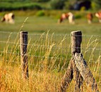 Metal thieves let cows out after stealing 700m of wire
