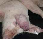 Small-scale pig keepers invited to take African swine fever survey