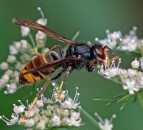 9 sightings of invasive Asian hornet recorded in UK