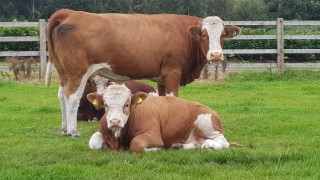 UK bluetongue discovey: NI farmers ‘must stay vigilant’