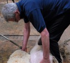British Wool shearing manager retires after 20 years