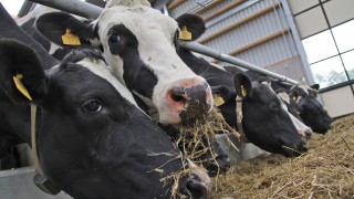 Cows die on German farm following overnight release