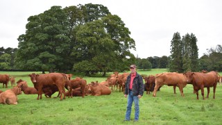 Whitfield Estate farm walk to talk through calving-ease breeding programme