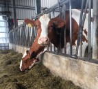 Lely narrows the gap between dairy farmers and consumers