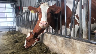 Lely narrows the gap between dairy farmers and consumers