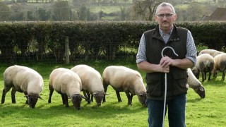 Maximising lamb production from grass based systems