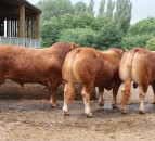 Farm walk set to showcase Killerton herd's Limousin cattle