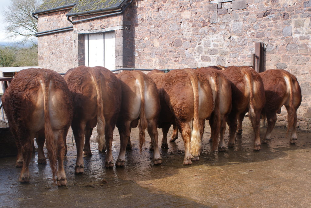 Killerton bulls