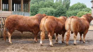 Farm walk set to showcase Killerton herd’s Limousin cattle