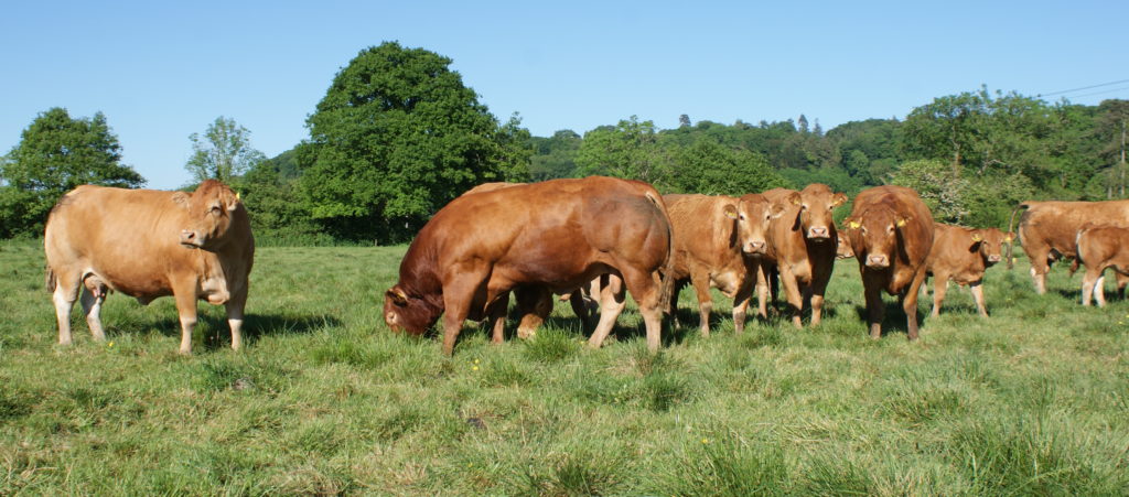 Killerton grazing