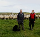 Focus on reproduction management in Shetland