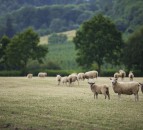 Which English area is ‘top of the flocks?'