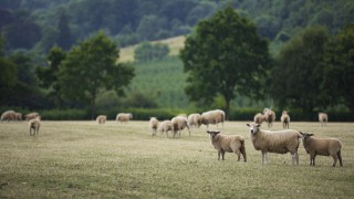 Which English area is ‘top of the flocks?’