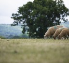 2 farmers wanted to help shape the future of the UK's sheep industry