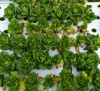New cases of lettuce Fusarium wilt confirmed in UK