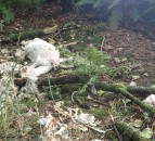 30 sheep illegally dumped at Cornwall reservoir
