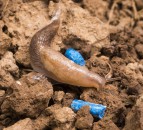 Outdoor use of metaldehyde to be banned by 2022