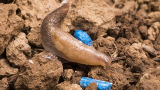 Outdoor use of metaldehyde to be banned by 2022