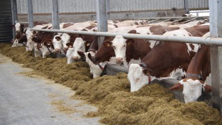 Modern-day Montbeliarde: Building this herd from the ground up