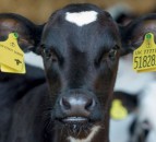 Holstein UK launches DNA bank to boost breed's authenticity