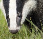 Survey reveals bovine TB in a fifth of roadkill badgers in Cheshire