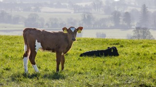 Farm research findings presented at recent conference