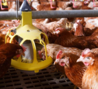 RSPCA poll reveals 75% want ban on lower welfare standard imports