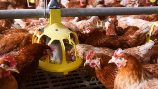 Latest bird flu outbreak in Dorset