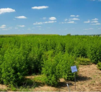 Malaria-fighting plant trial succeeds on US farm