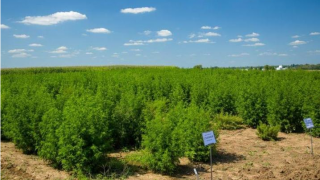 Malaria-fighting plant trial succeeds on US farm