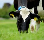 AHDB to expand its ‘strategic dairy farm network'