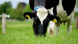 US milk production continues on its upward trend