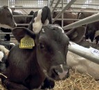 Dark Side of Dairy: Even the calves in the market were not Scottish calves