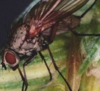 2018 one of the lowest risk years for wheat bulb fly recorded
