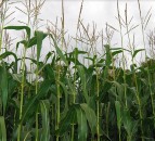 7 first-choice newcomers on Forage Maize and Biogas Maize Descriptive Lists