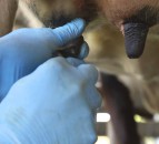 New tool developed to help dairy farmers pinpoint mastitis causes