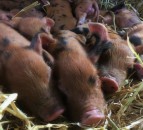 London charity farm launches appeal for 11 stolen piglets