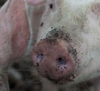 UK research team leads international fight against African Swine Fever