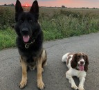 BVA warns pet owners to keep chocolate out of reach of pets this Easter