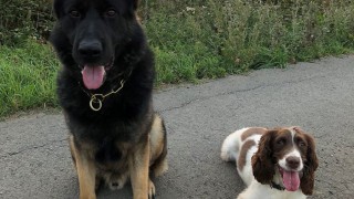 BVA warns pet owners to keep chocolate out of reach of pets this Easter