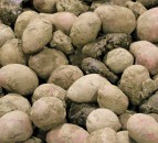 Growers welcome 'No' vote on AHDB potato levy