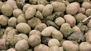 Recommendations unchanged for agronomists after blight research