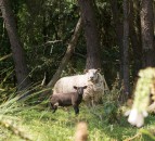 Government increases access for landowners' woodland creation grants