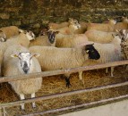 Council issues warning to dog owners after 3 huskies worry housed sheep