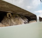 BVA calls for 'comprehensive view' of animal welfare during live transport