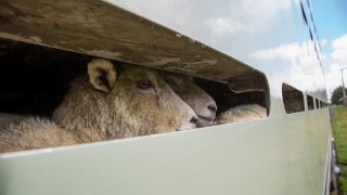 Increased lamb supply impacts prime sheep market prices