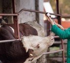 Predicting cattle disease ahead of time – through blood tests